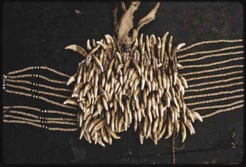 Manus: wealth item, a belt made of dogs' teeth (some incised) and strands of shell money, Pere village