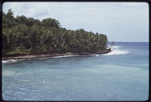 Kairiru: shoreline and coconut palms