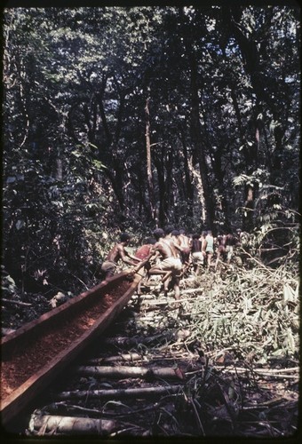 Canoe-building: men work together to pull hollowed log from forest