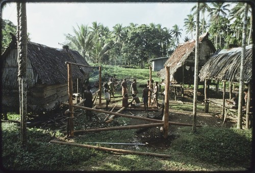 House-building: men construct frame, vertical poles are notched at top, betel nut palm (l) taboo with coconut frond tied around it