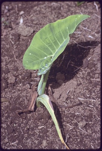 Western Highlands: young taro plant