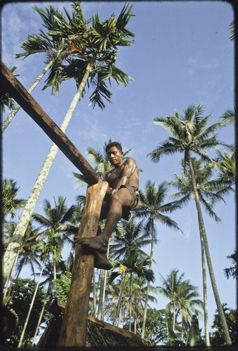 House-building: Mowaroka sits on horizontal support that has been placed into notch of vertical post, betel nut and coconut palms in background