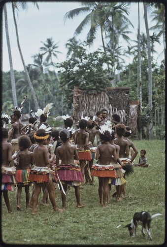 Dance: decorated children with short red fiber skirts and flattened dried pandanus leaves prepare for circle dance, dog in foreground