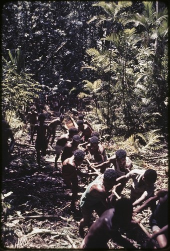 Canoe-building: men work together to pull hollowed log from forest