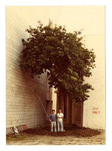 Old grapefruit tree on Azusa Street in Little Tokyo