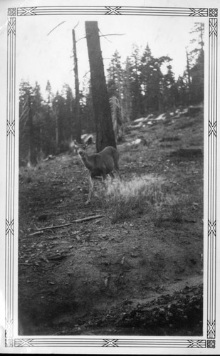 Deer in Yosemite National Park