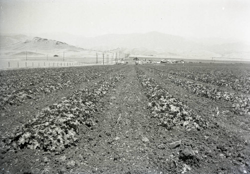 Farm rows of vegetables