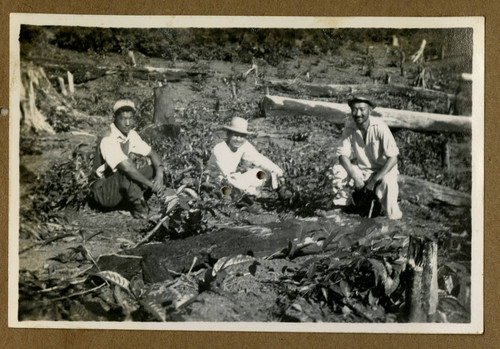 Japanese Peruvian lumberjacks