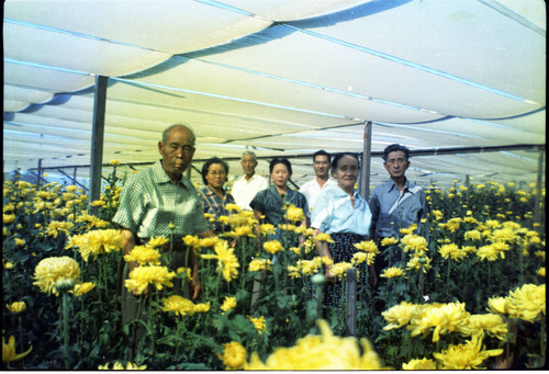 [Okines' relatives, chrysanthemum flowers]