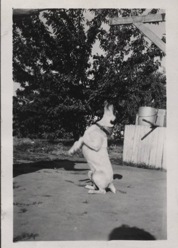 Dog standing on hind legs