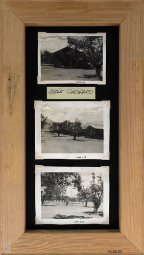 Orchards in Manzanar