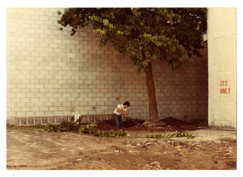 Old grapefruit tree on Azusa Street in Little Tokyo