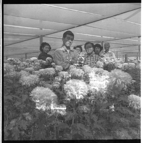 [Okines' relatives, chrysanthemum flowers]