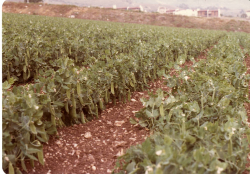 Bean Field