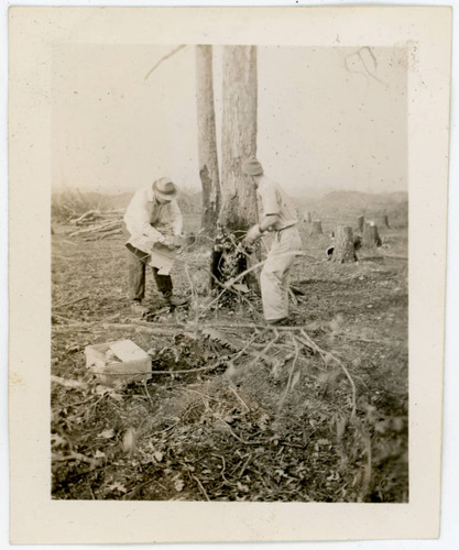 Men working around tree