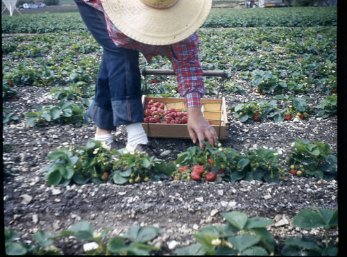 Picking Strawberries