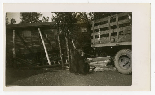 Bear near truck