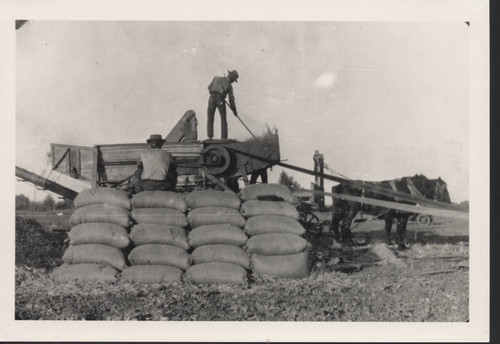 Rice harvest