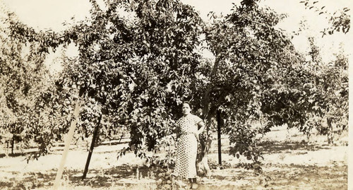 [Mrs. Taniguchi in apple orchard]