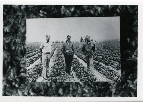 [Farmers in an agricultural field]