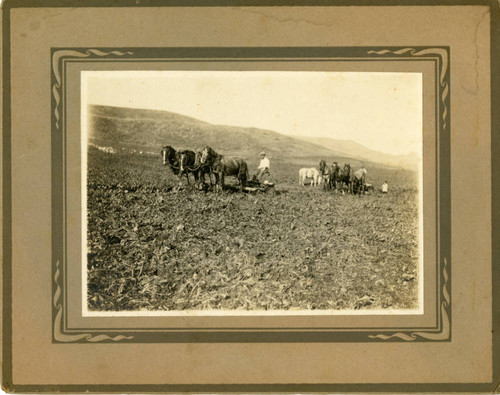 Plowing the Field Ranch 4