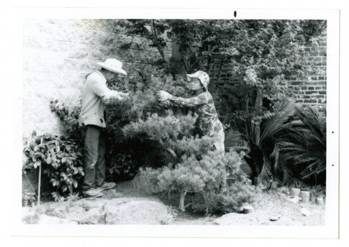 Japanese American gardeners