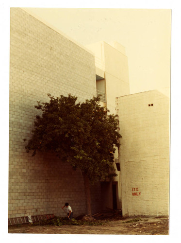 Old grapefruit tree on Azusa Street in Little Tokyo