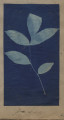 Botanical print made by James Hashisaka