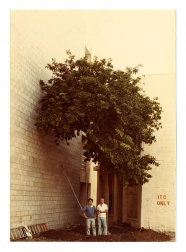 Old grapefruit tree on Azusa Street in Little Tokyo