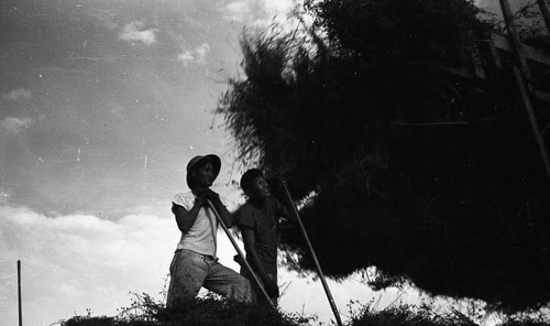 Men working with hay in Jerome camp