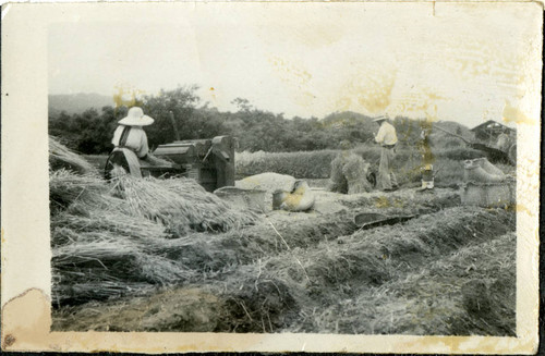 Farmers rolling hay