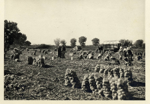 [Kawase family, onion fields]