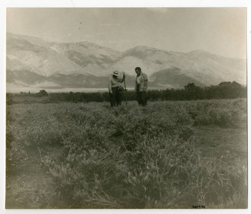 Guayule field