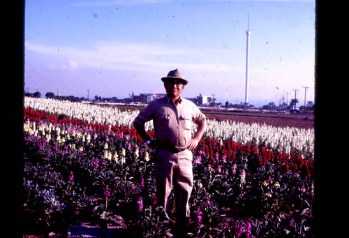 Stock Flower Fields