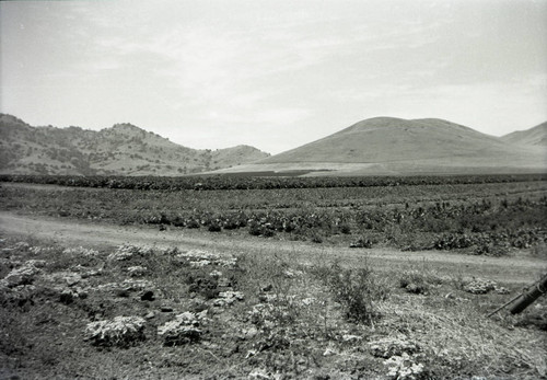 Farm field