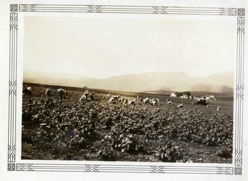 Farm Workers in the Field