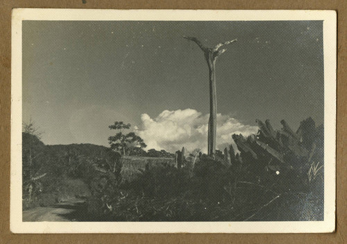 Plants in a plantation