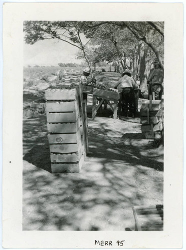 Photograph of produce packing at Manzanar