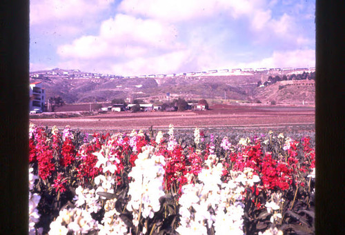 Stock Flower Fields