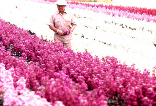 Masaichi Ishibashi in the Stock Flowers