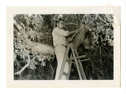 Man works in a Tree