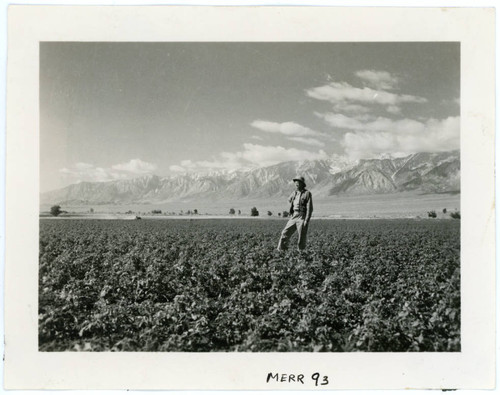 Photograph of man standing in a farm field at Manzanar with Sierra Nevada in the background