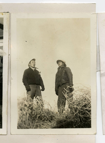 Nisei men harvesting sugar beets