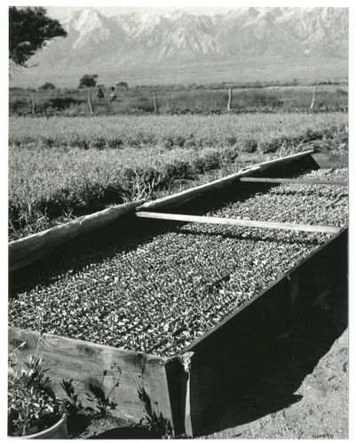 Bed of guayule cuttings