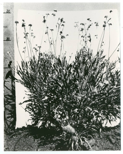 Close-up of guayule plant