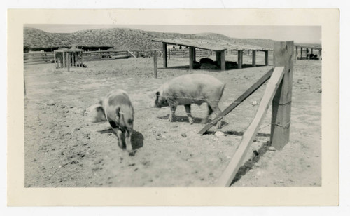 Livestock at Heart Mountain