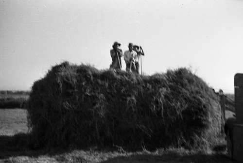Men working with hay in Jerome camp