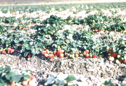 Strawberry Fields