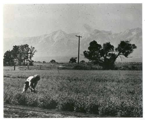 Guayule field