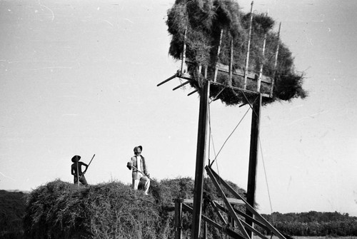 Men working on haystack in Jerome camp